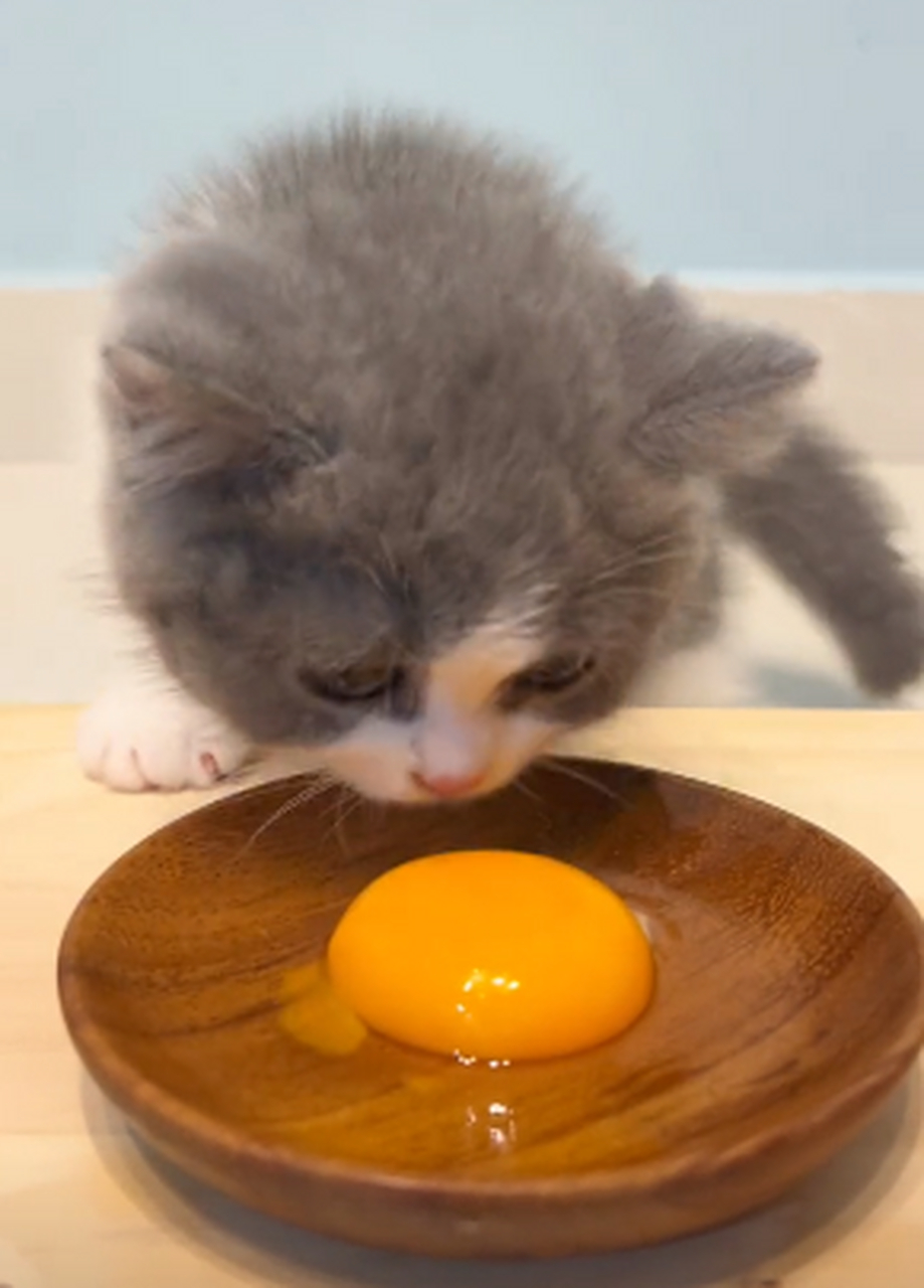 小奶猫吃蛋黄