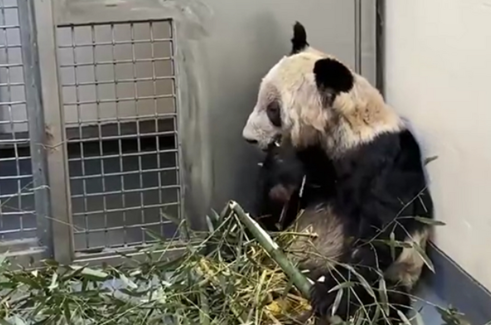 旅美大熊猫"yy"将于美国当地时间4月26日回国,"yy"回国前一直住在美国