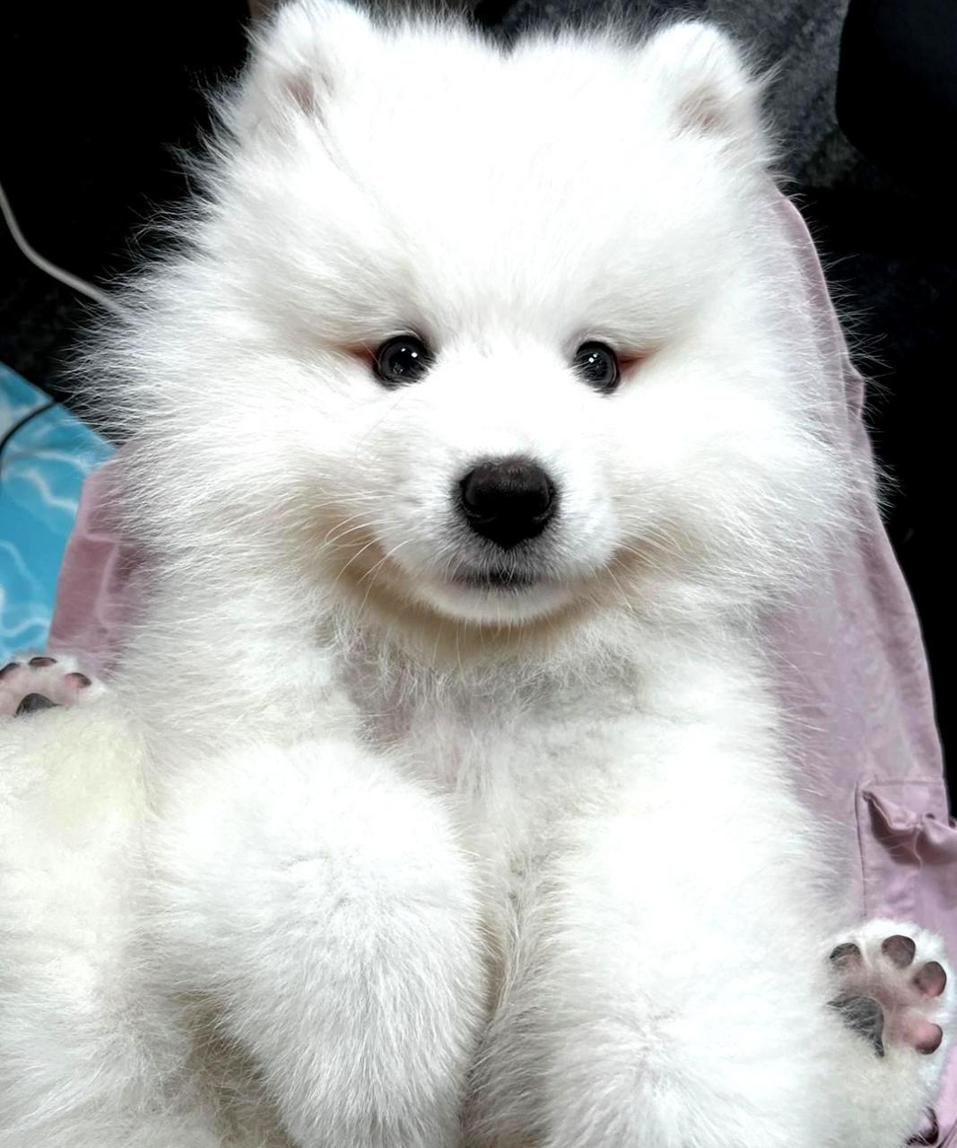 这只萨摩耶真美,眼睛闪闪发亮!