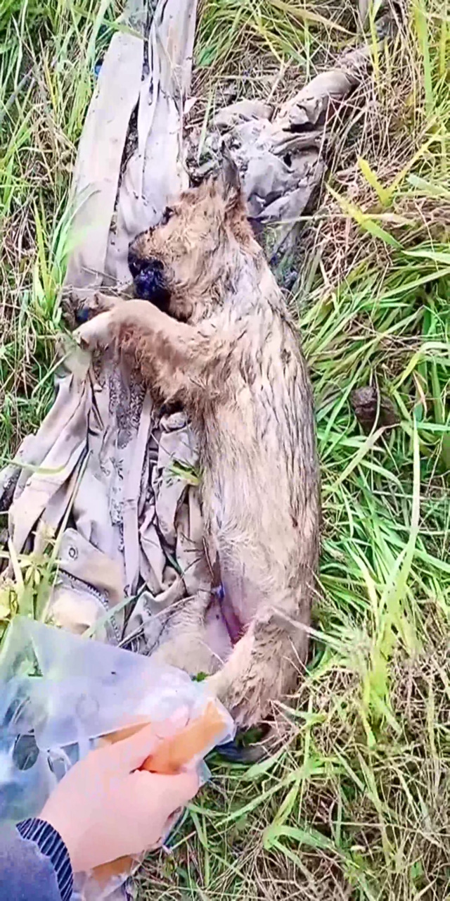 主人一家搬到城里住了,这毛孩子没人管!掉进了水坑里一直在叫