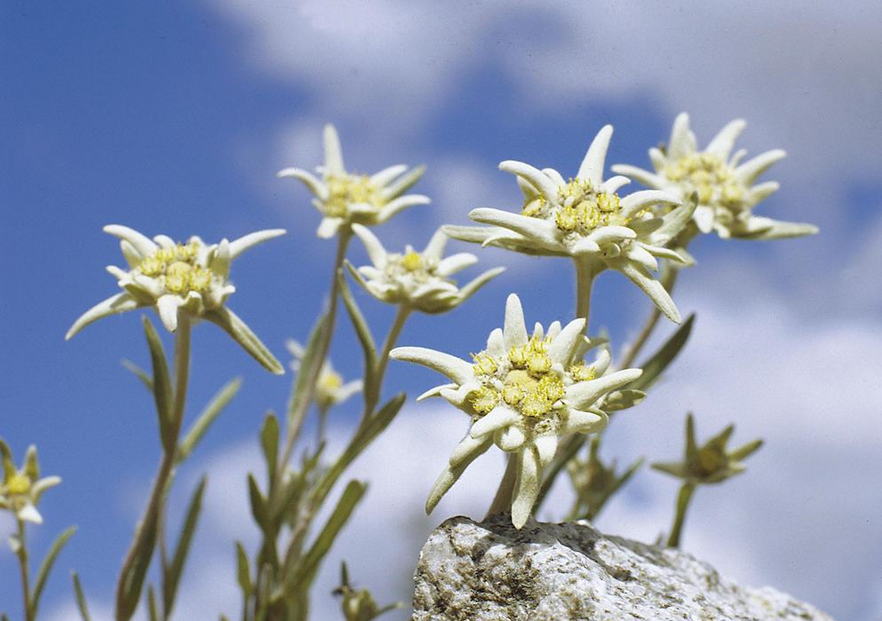 雪绒花又名火绒草,薄雪草,为菊科火绒草属的高山植物,原产于西欧