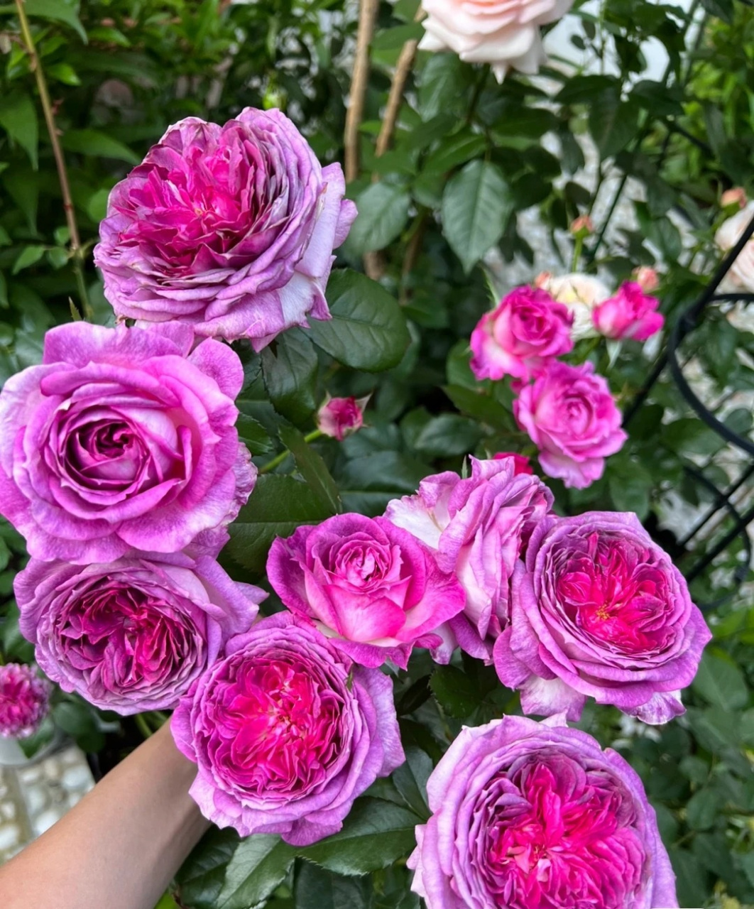 每天认识一种月季花,这个品种名叫"蓝莓蛋糕",这几年比较火的"网红"