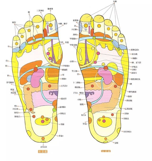 足部颈椎反射区图片