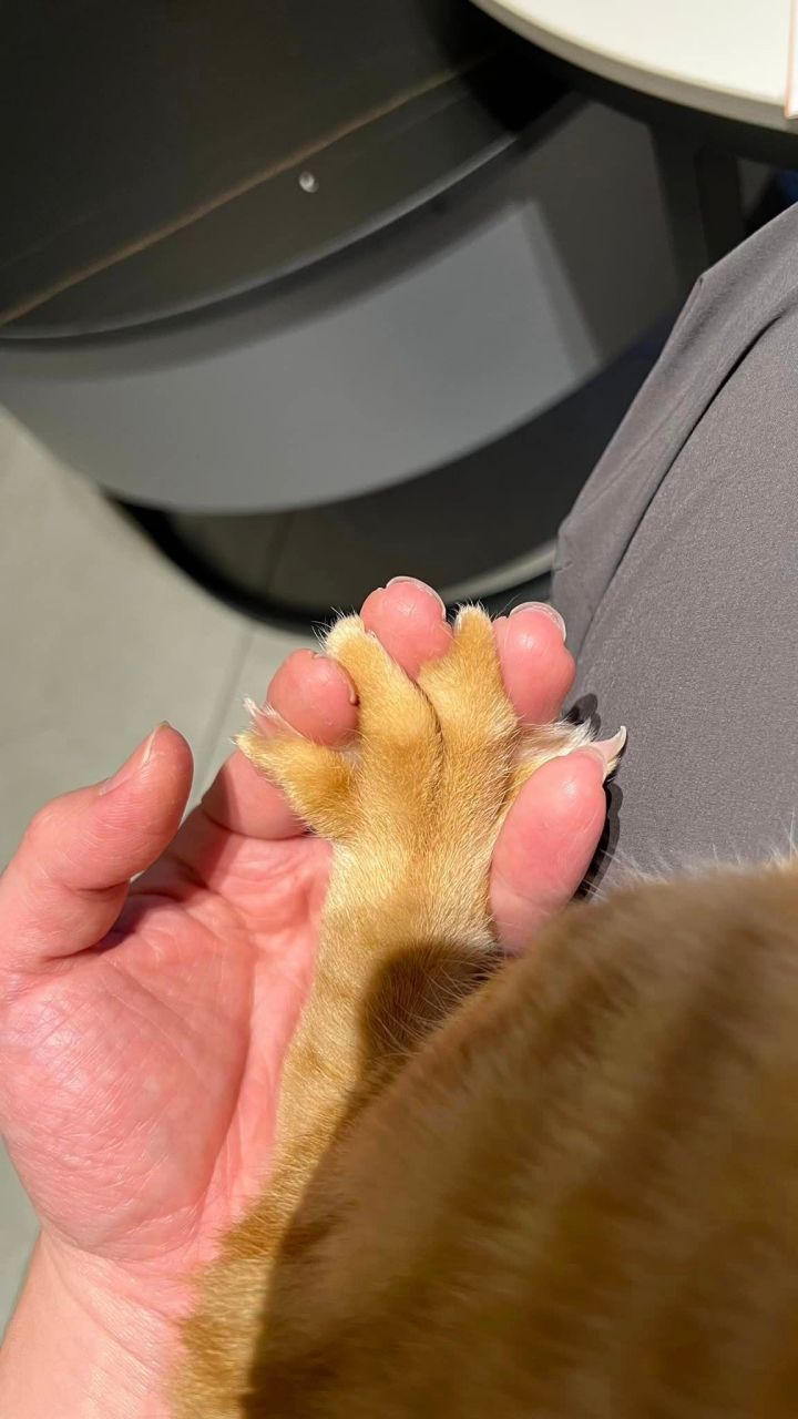 温柔的小猫咪能八指相扣