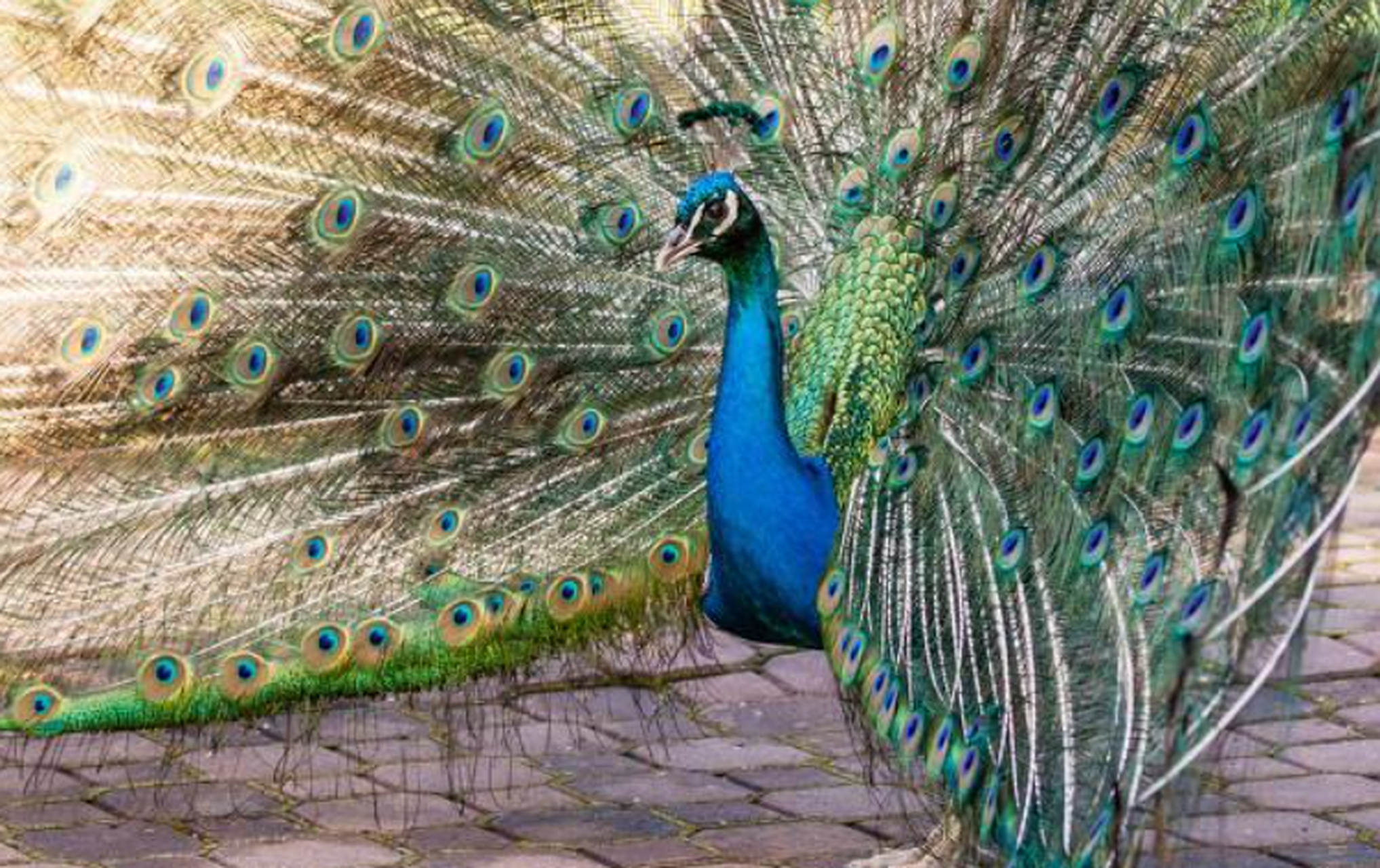 蓝孔雀又名印度孔雀,是印度的国鸟.