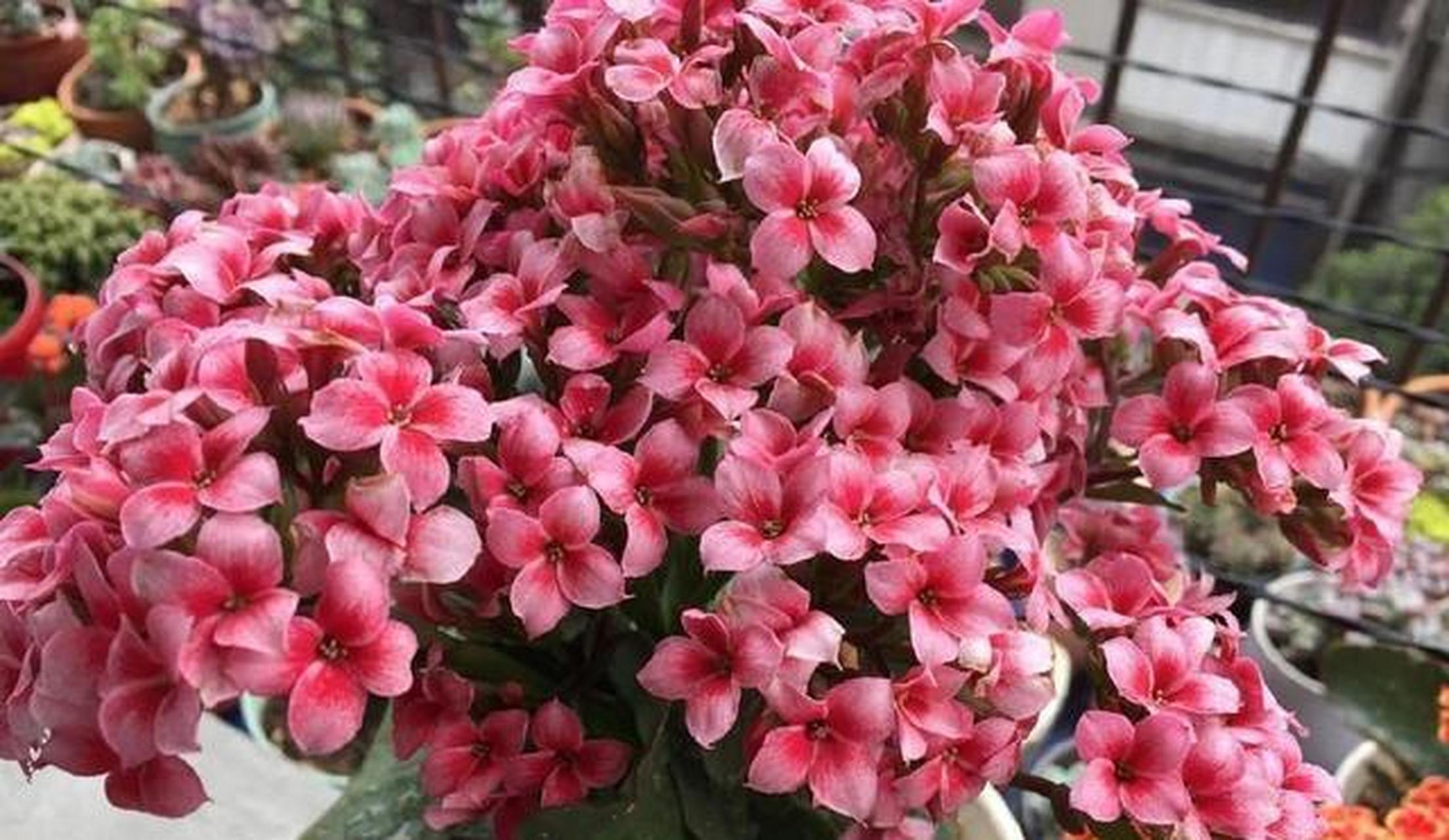 长寿花大宝,好养易活,开花喜庆!