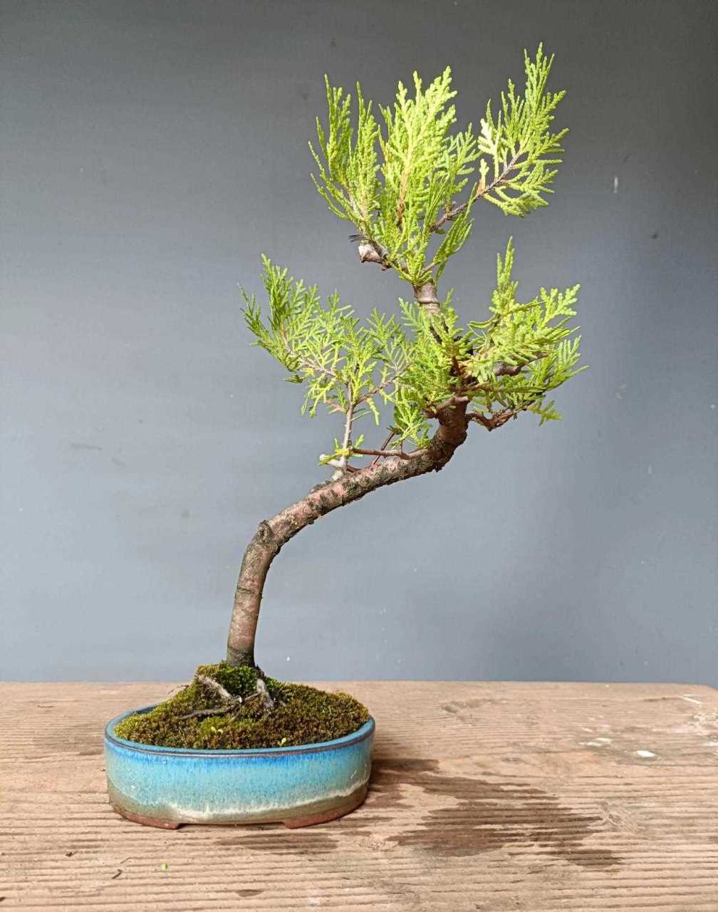 洒金柏[羊驼] 带盆65[笑哭]