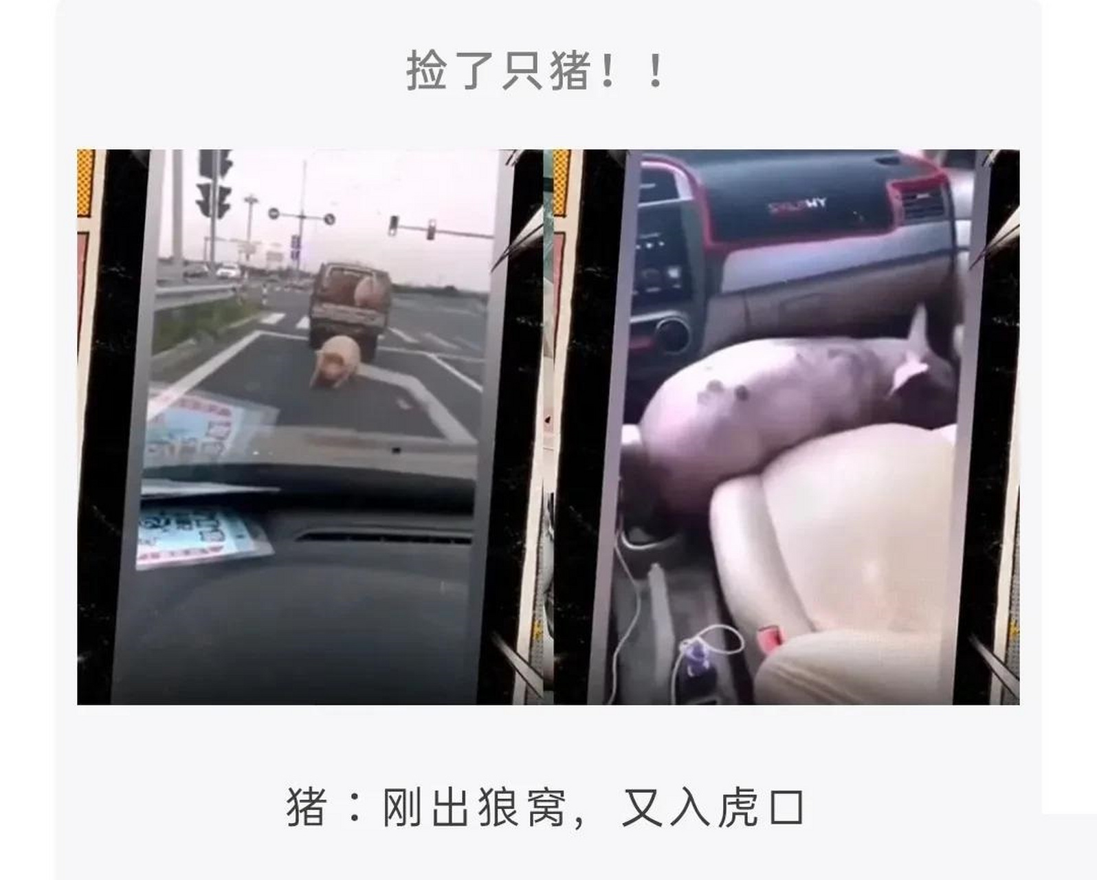 猪:没想到这辈子还能做一次副驾.