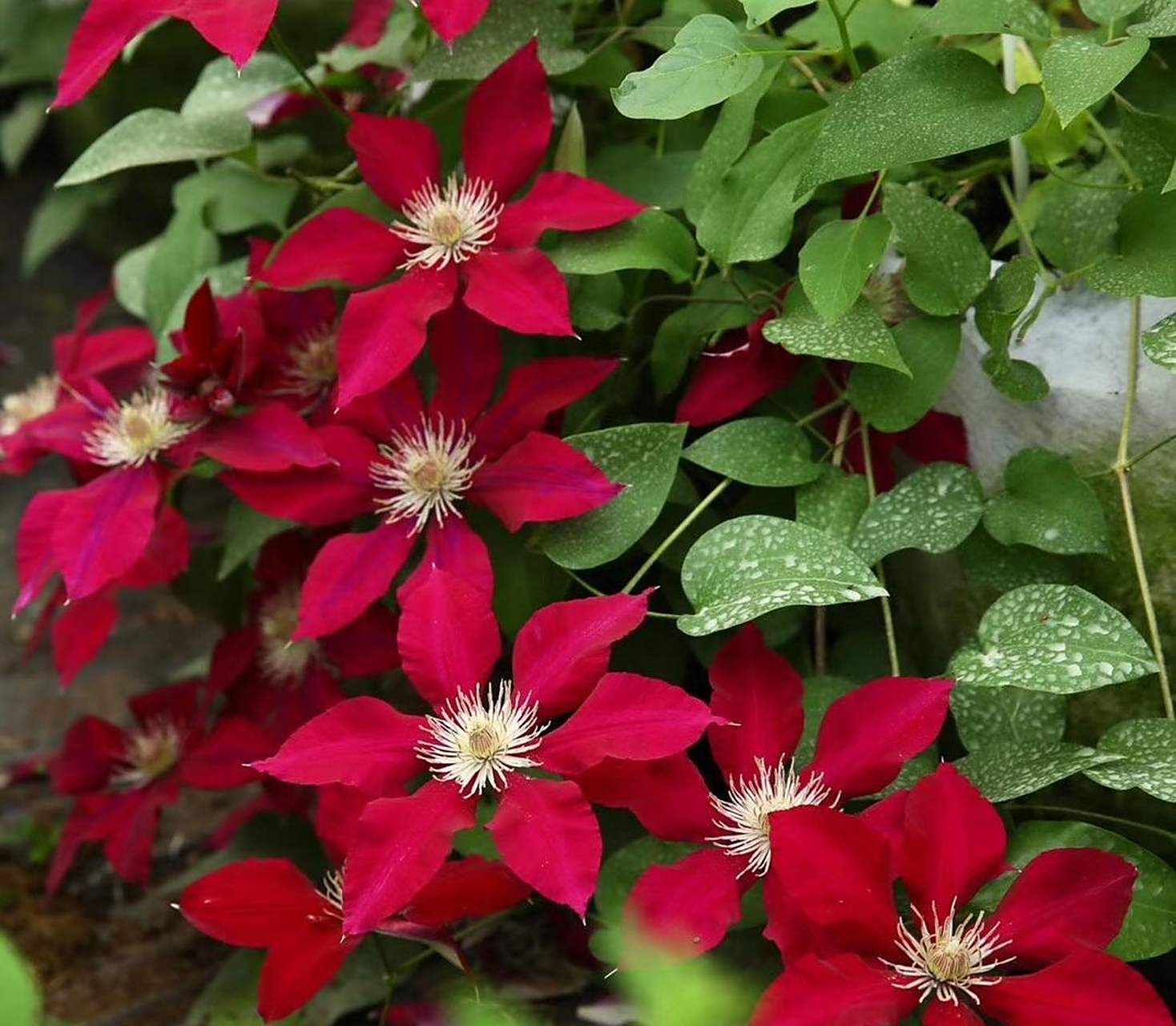 红色系大花铁线莲"瑞贝卡": 植株高度3米以上,攀爬能力强,生长速度快