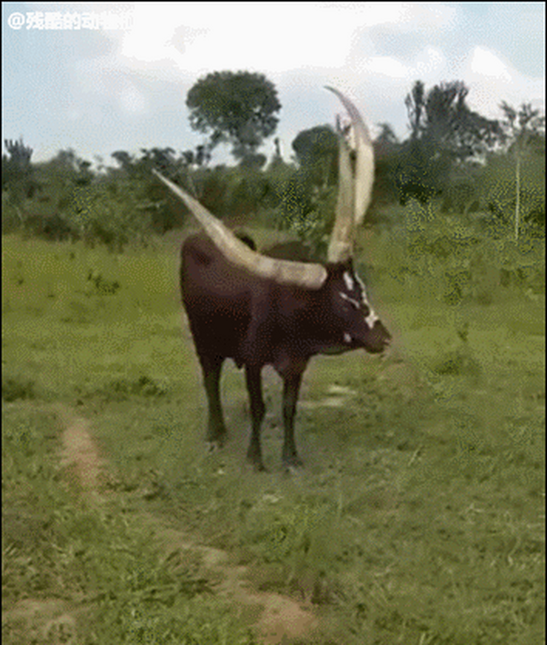 三个角的巨角神牛.