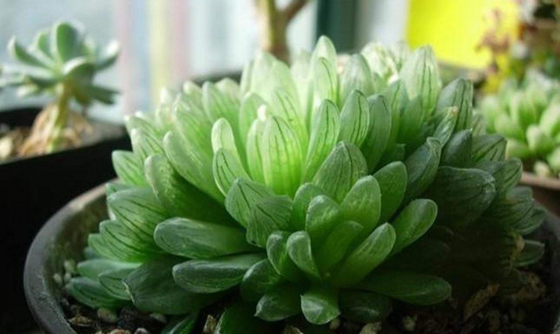 养十二卷软叶系多肉,有3个明显优势 十二卷软叶系多肉,一直以晶莹剔透