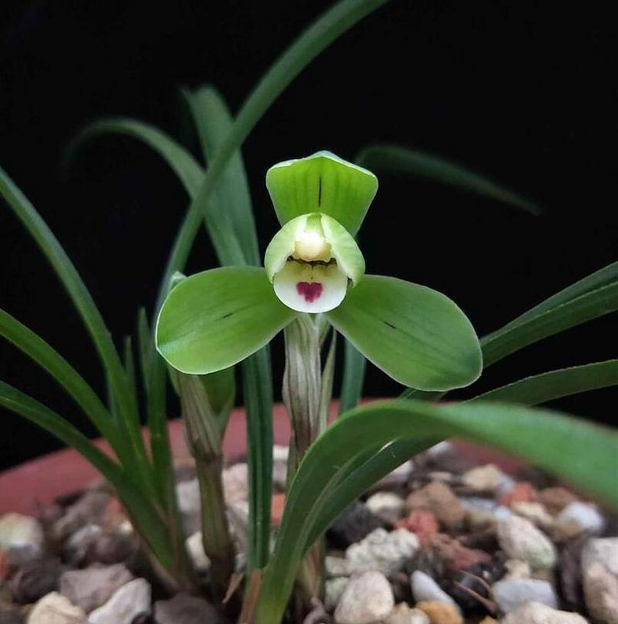 开得很好的春兰西神梅  #我的植物朋友#  #春日赏花季#