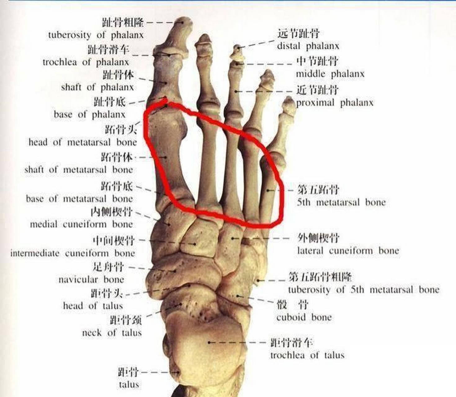 足舟骨正常图片图片