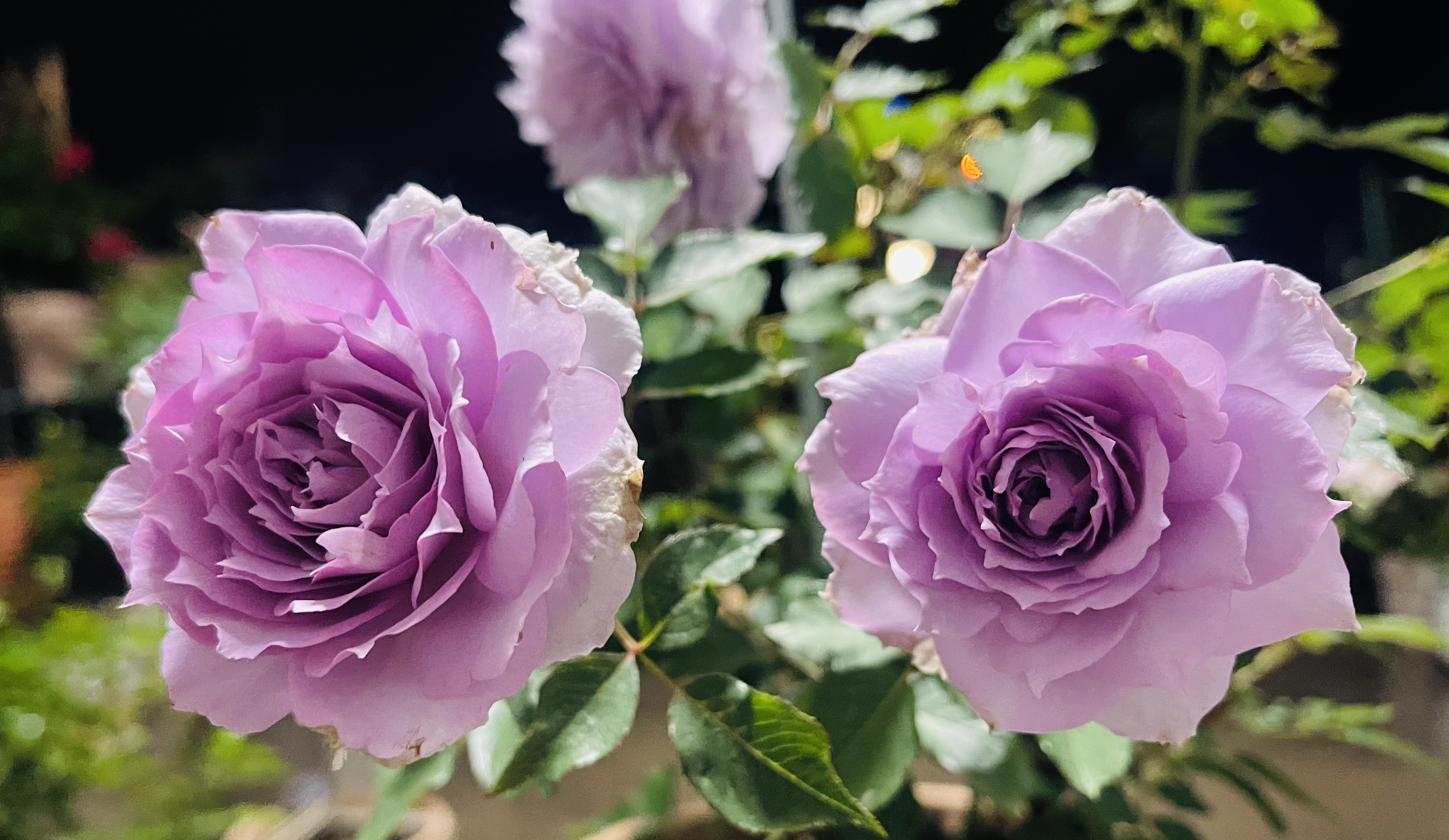 抓住春天的尾巴——给大家推荐一款很适合阳台养的小型月季花"照夜清"