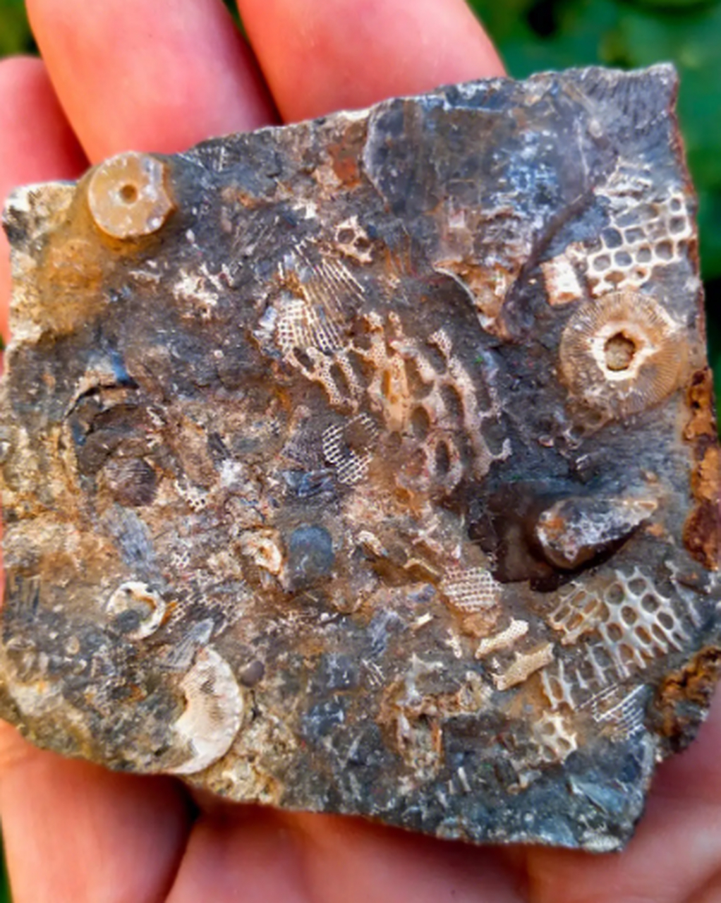 为何这么珍贵?  古生物化石是指保存了古生物遗骸,遗体或遗迹的化石.