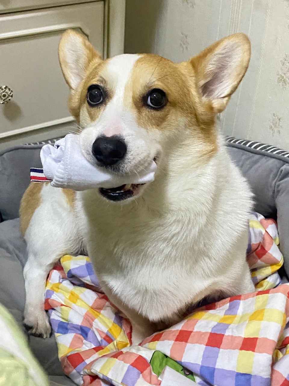 深夜的袜子神秘失踪案,谁是幕后黑手?