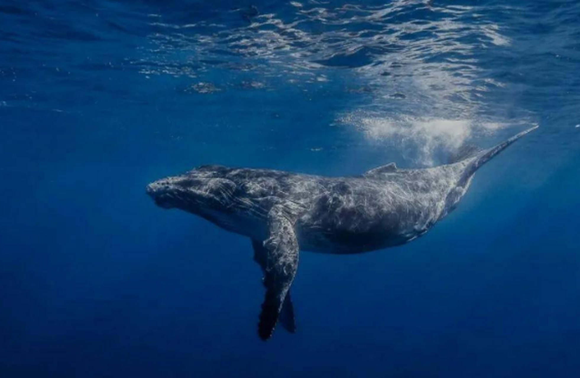 最孤独的鲸鱼,独自在深海游荡这么多年,它的去世是一种解脱吧!
