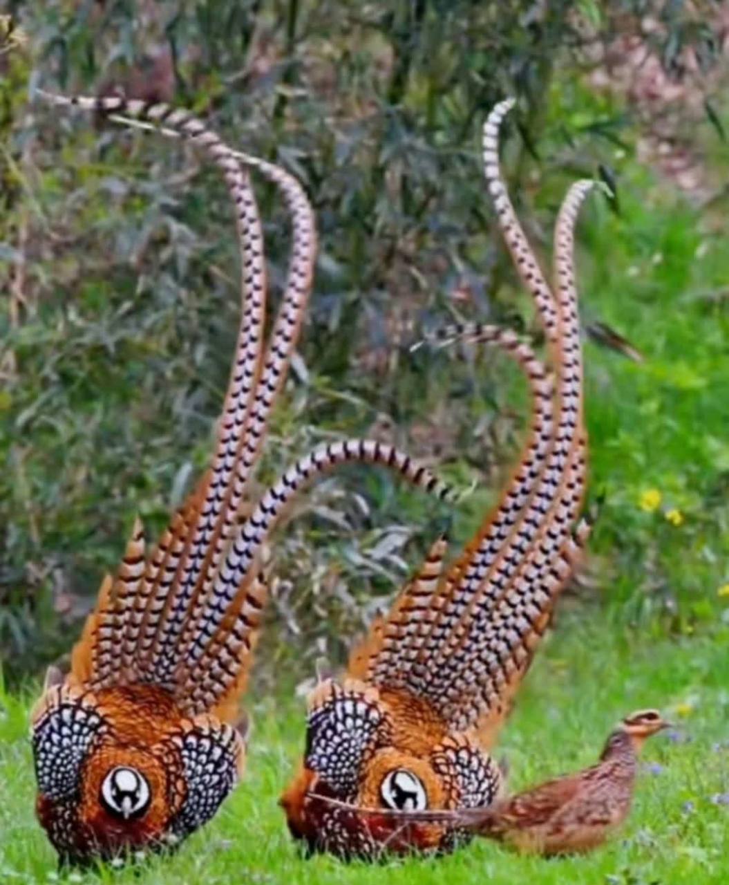 这是什么动物,羽毛看起来有点毛骨悚然[嘘]