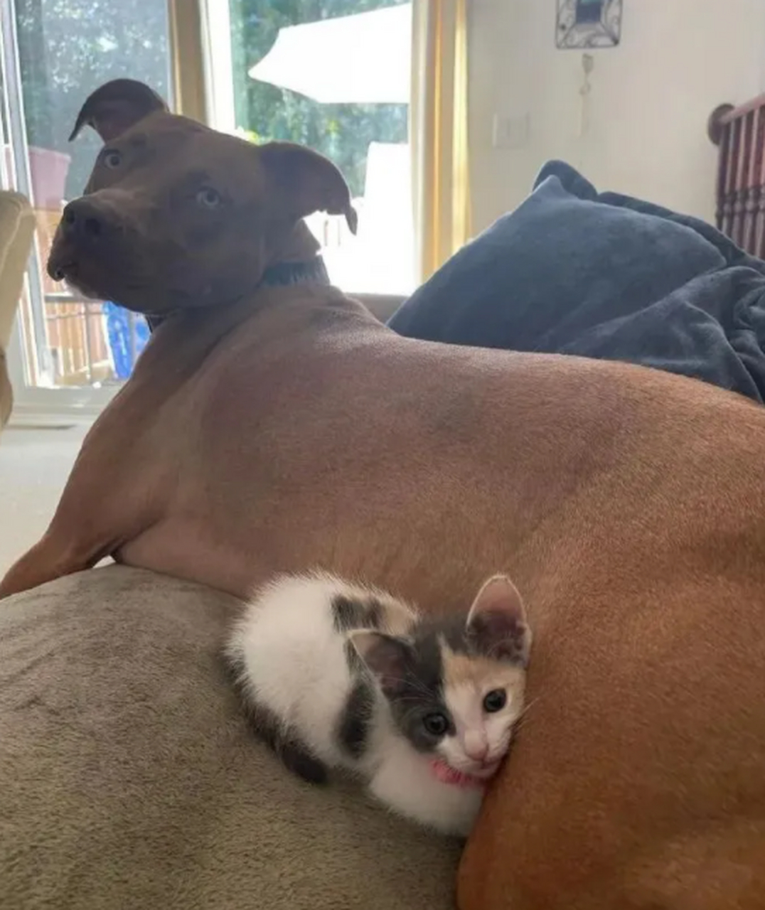 两包酱小猫已升级到七包酱小猫6015