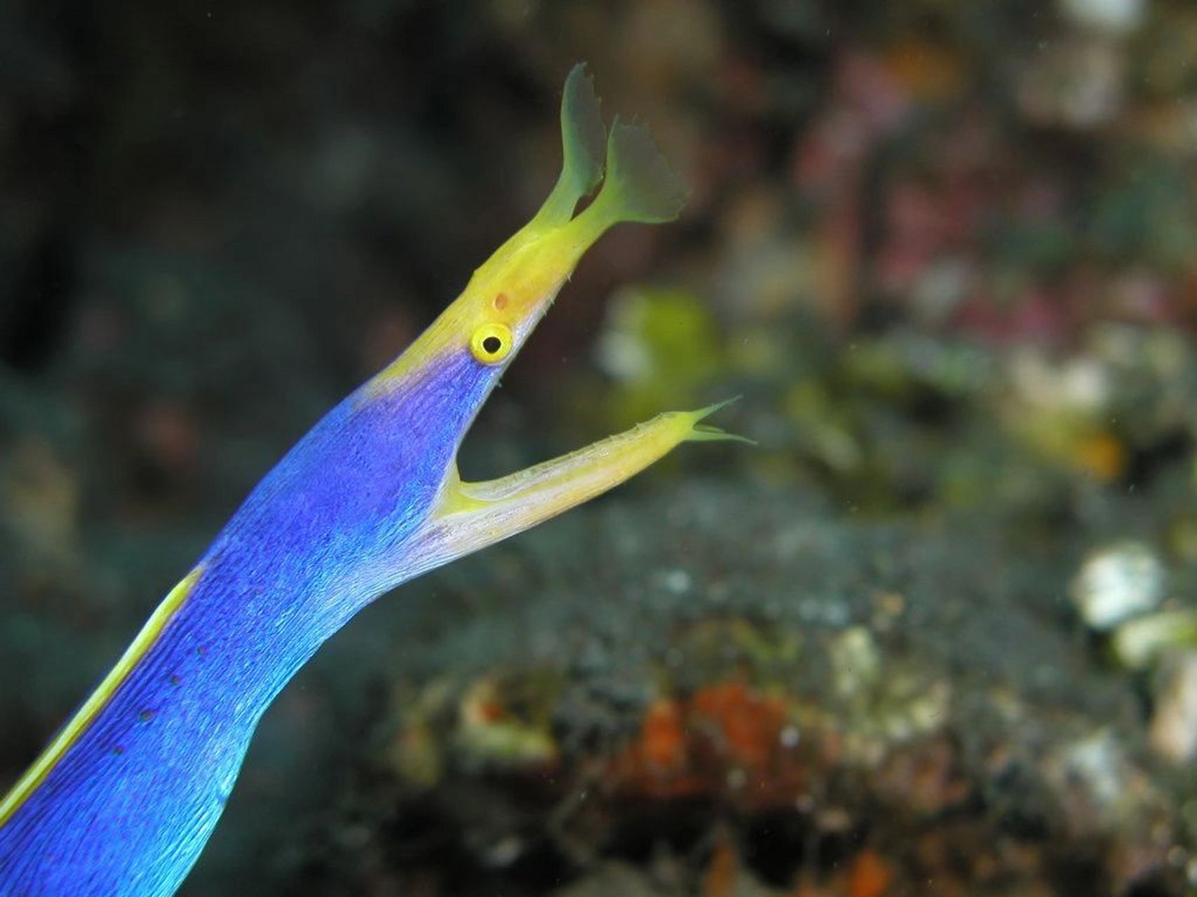 唯美的海洋生物名字图片