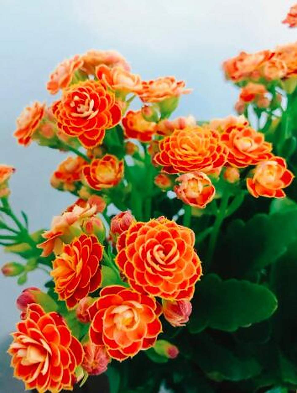 长寿花又名寿星花,矮伽蓝菜,圣诞伽蓝菜,为景天科多年生常绿多肉多浆