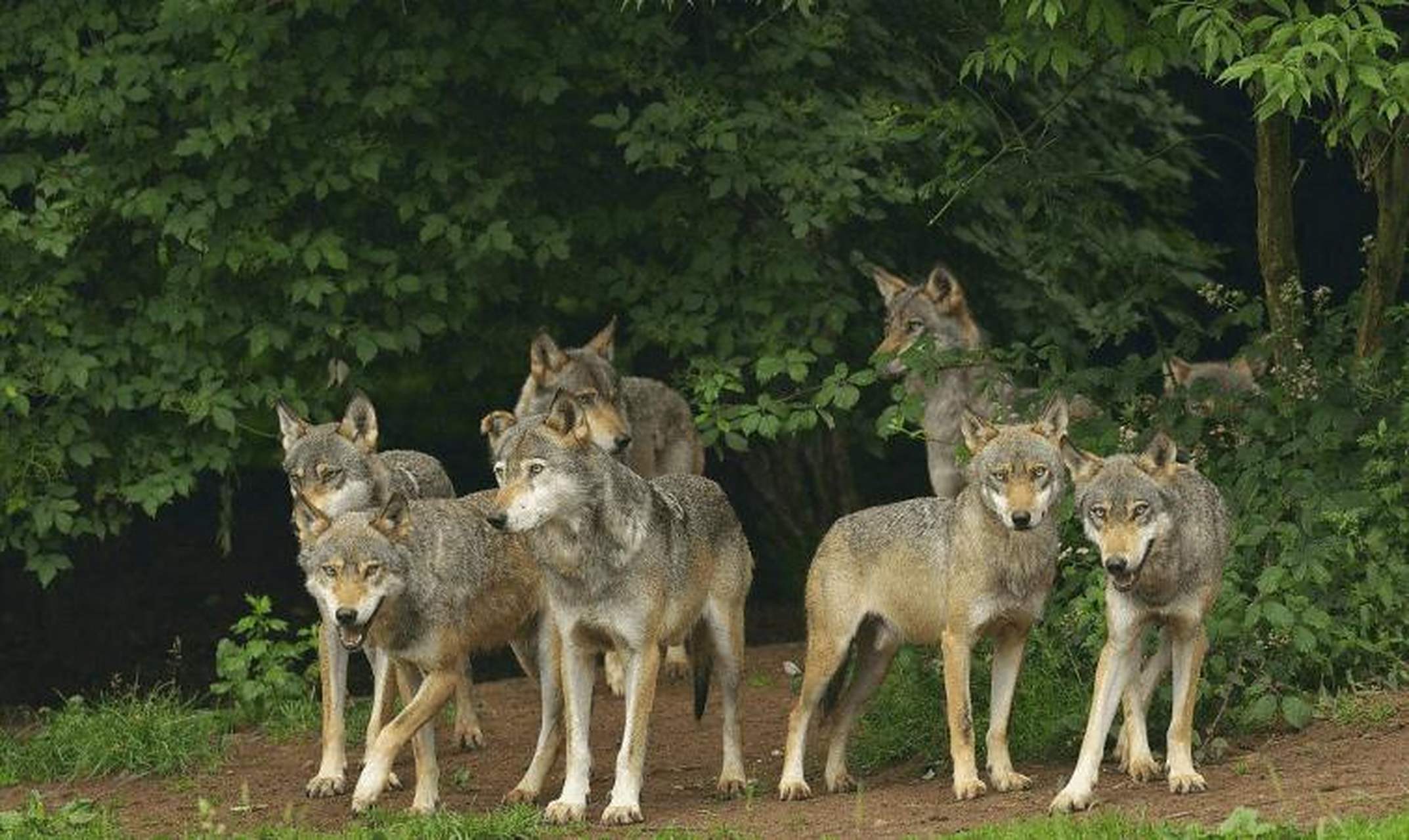 狼群中只有头狼夫妇拥有交配权,那么其他成员想要繁殖后代该怎么办?
