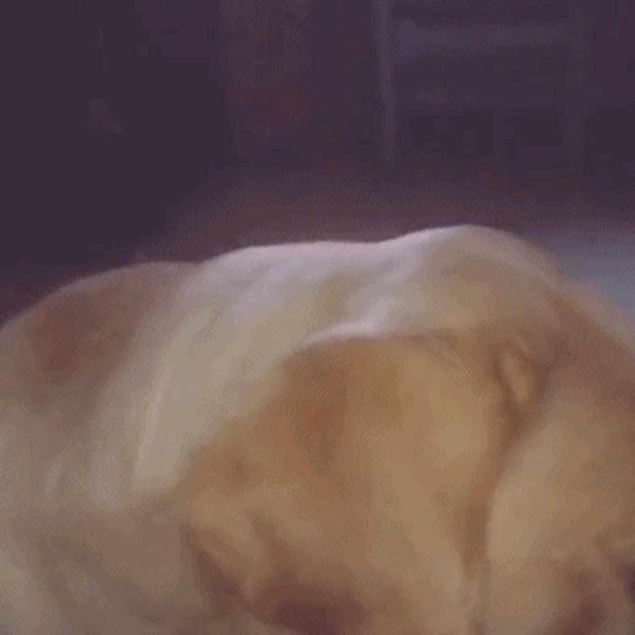 gif创作人# 图1--被气球吓到表情失控,胆小如鼠说的是你吧 图2--笨创