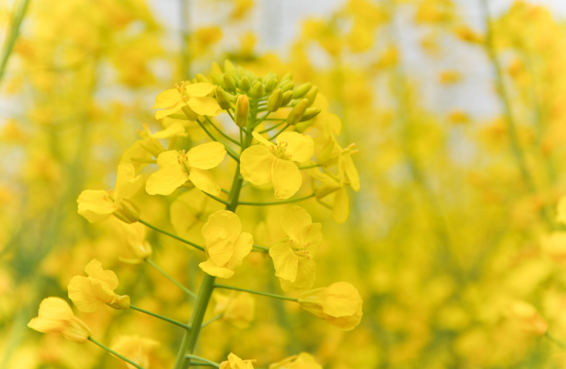 我们比较常吃的蔬菜之一,油菜不仅具有非常高的食用价值,且油菜花也有