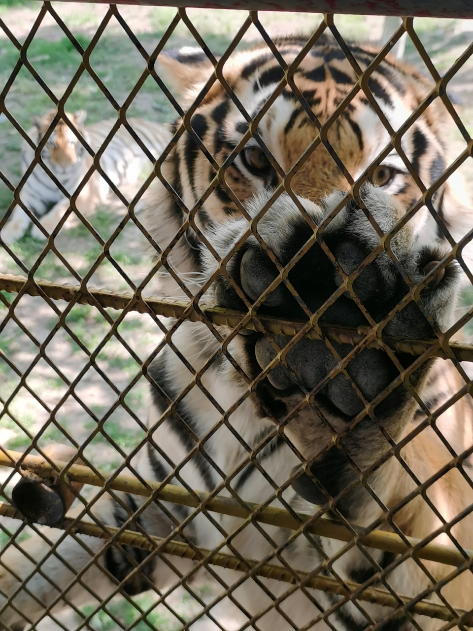 宿州野生動物園一日遊,值得去! 五一本來無意出行,但實在有點無聊,臨