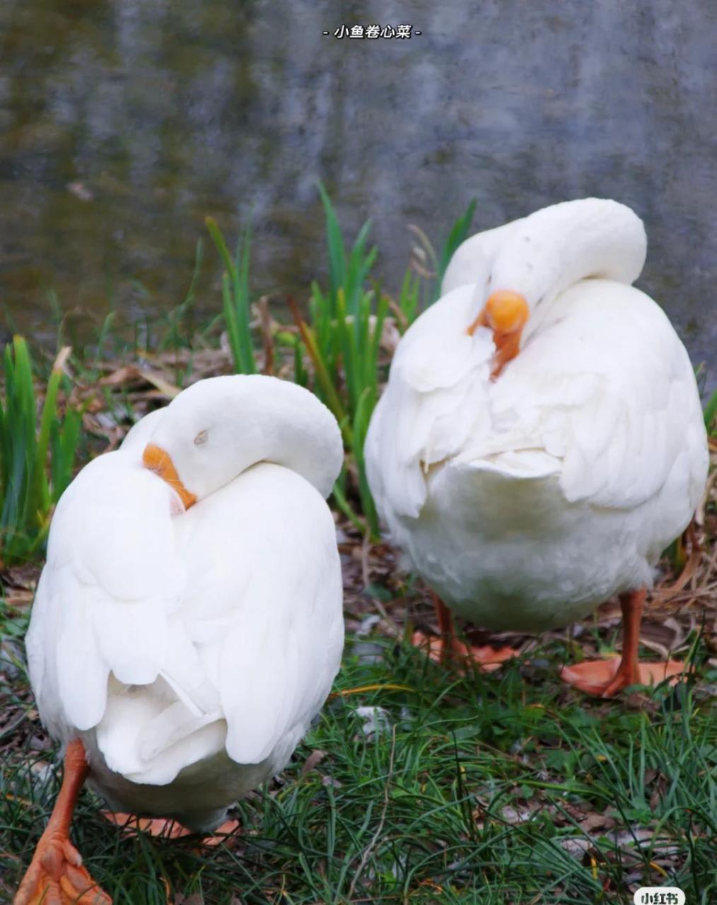 原来大白鹅睡觉,这么可爱