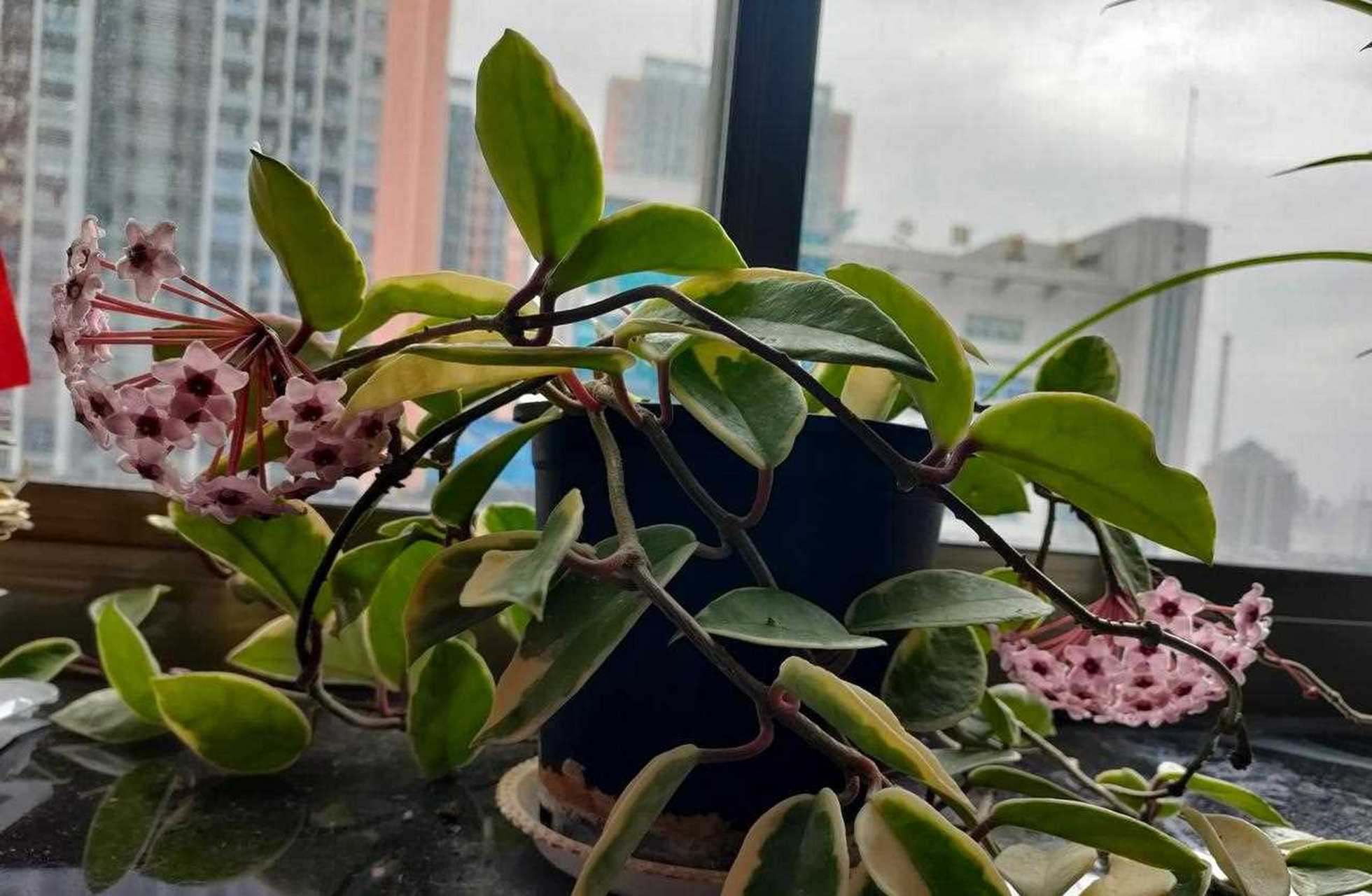 锦红球兰,别名三色球兰,球兰家族里很受欢迎的品种,叶子会同时出现