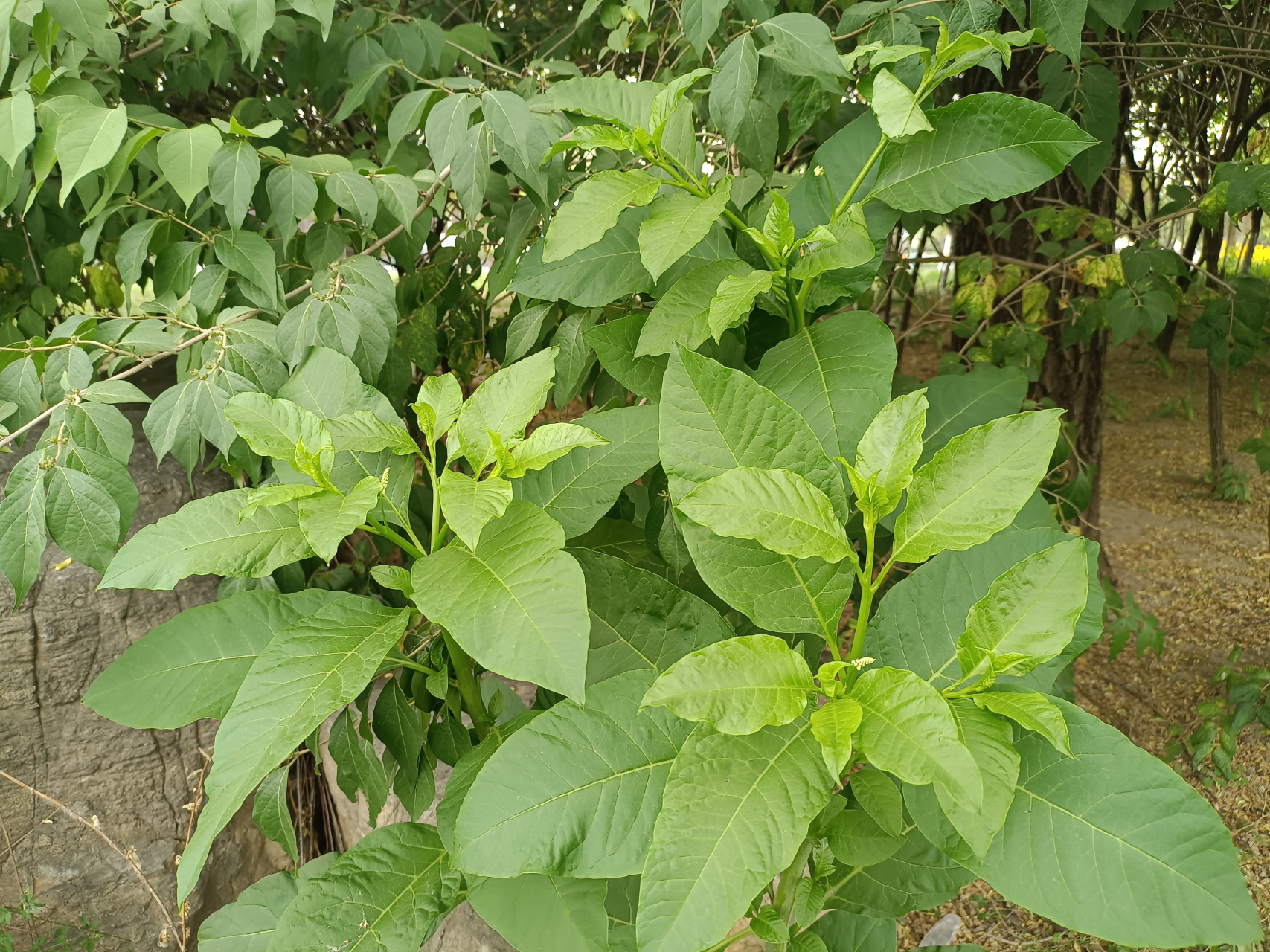 红茎商陆图片