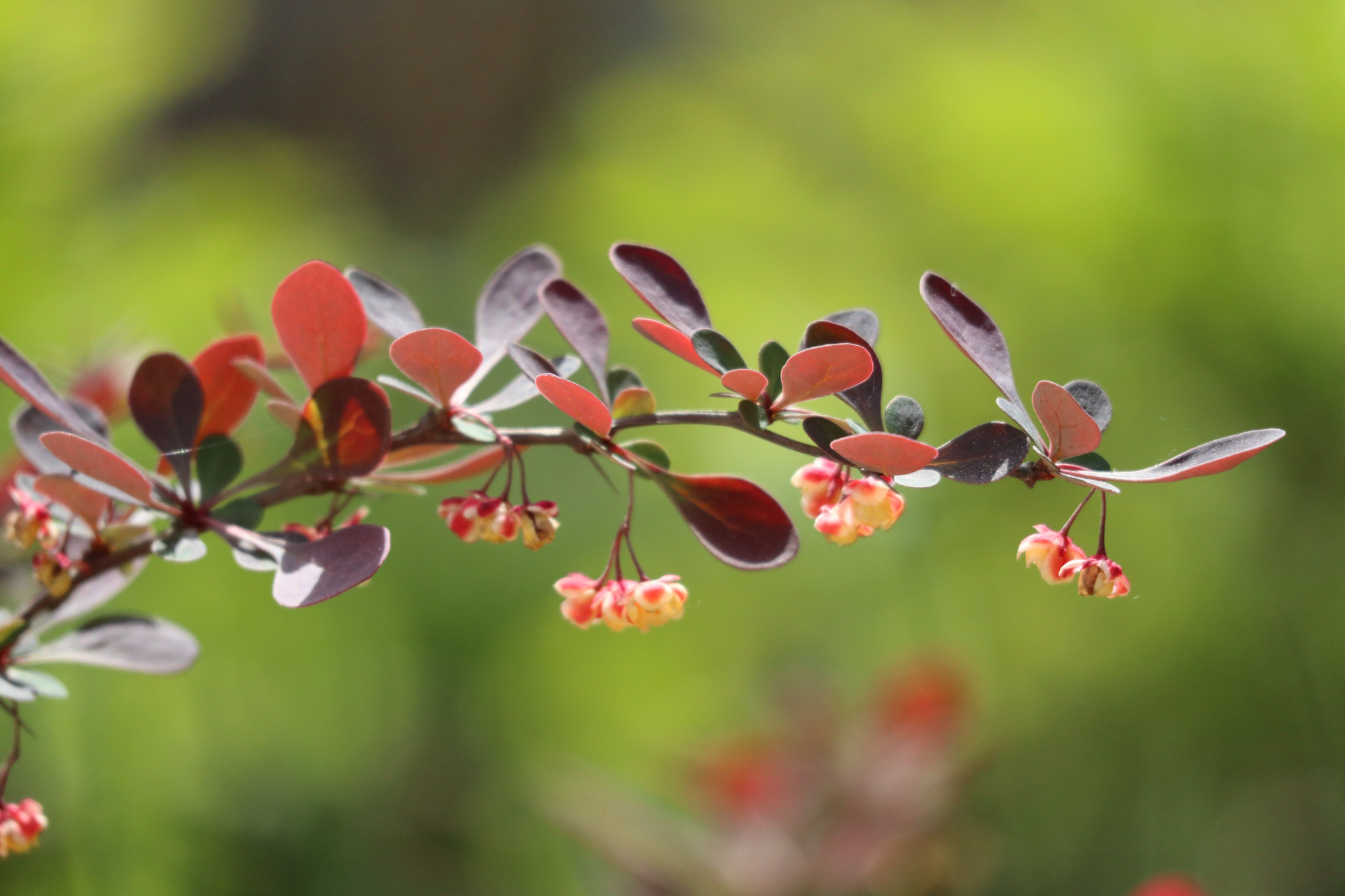 紫叶小檗又叫红叶小檗,是一种叶,花,果俱佳的观赏性花木#金秋图文动态