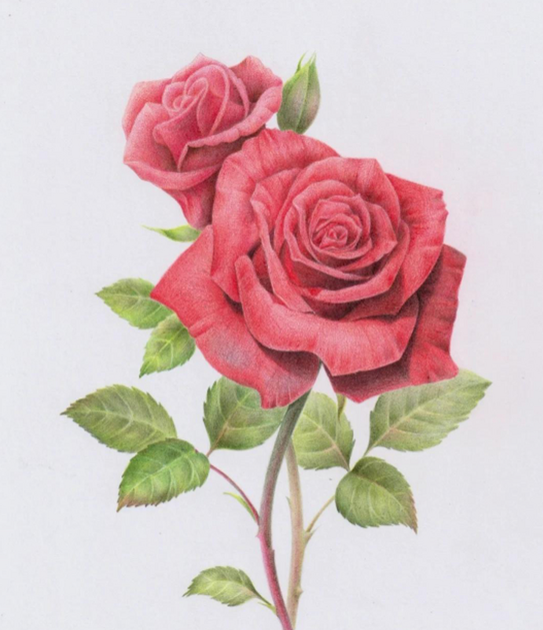 精美彩铅花朵画#插画