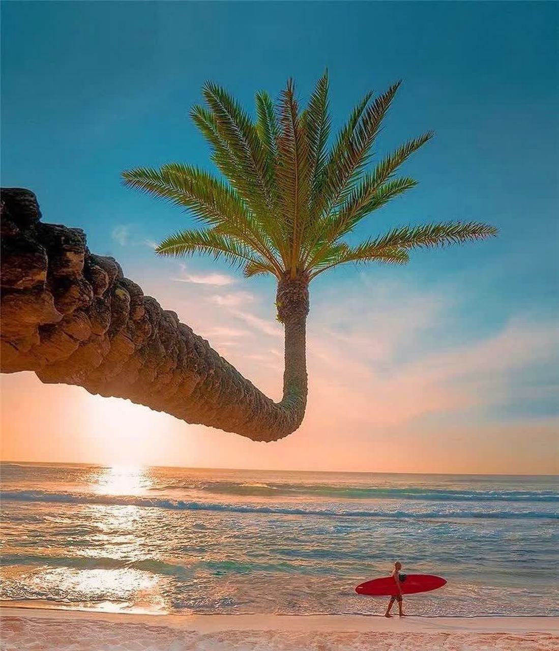 椰子树,沙滩,大海,岛上的美丽景色令人着迷.