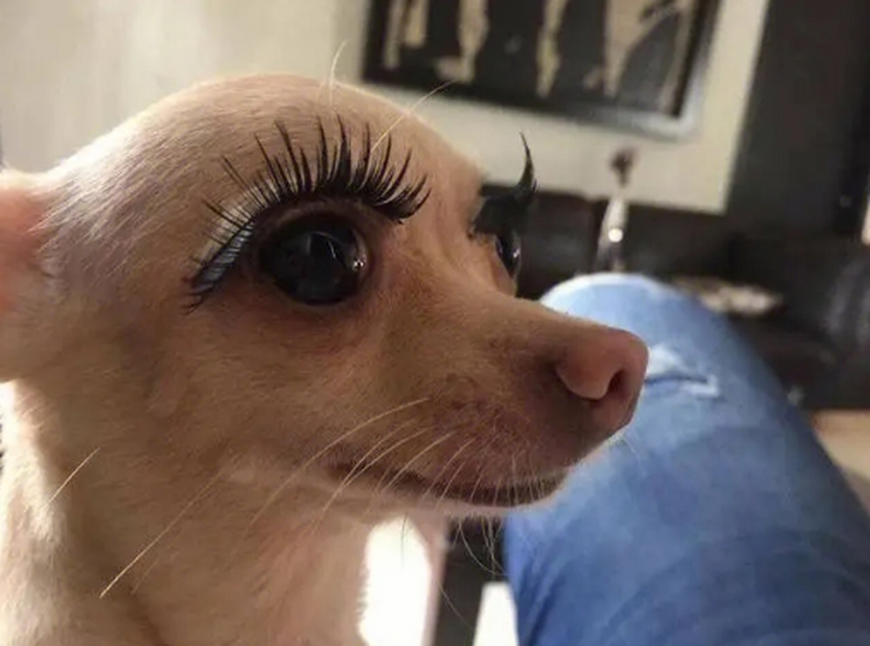 没想到最适合贴假睫毛的,居然是我家狗子的眼睛,又大又圆又水灵灵