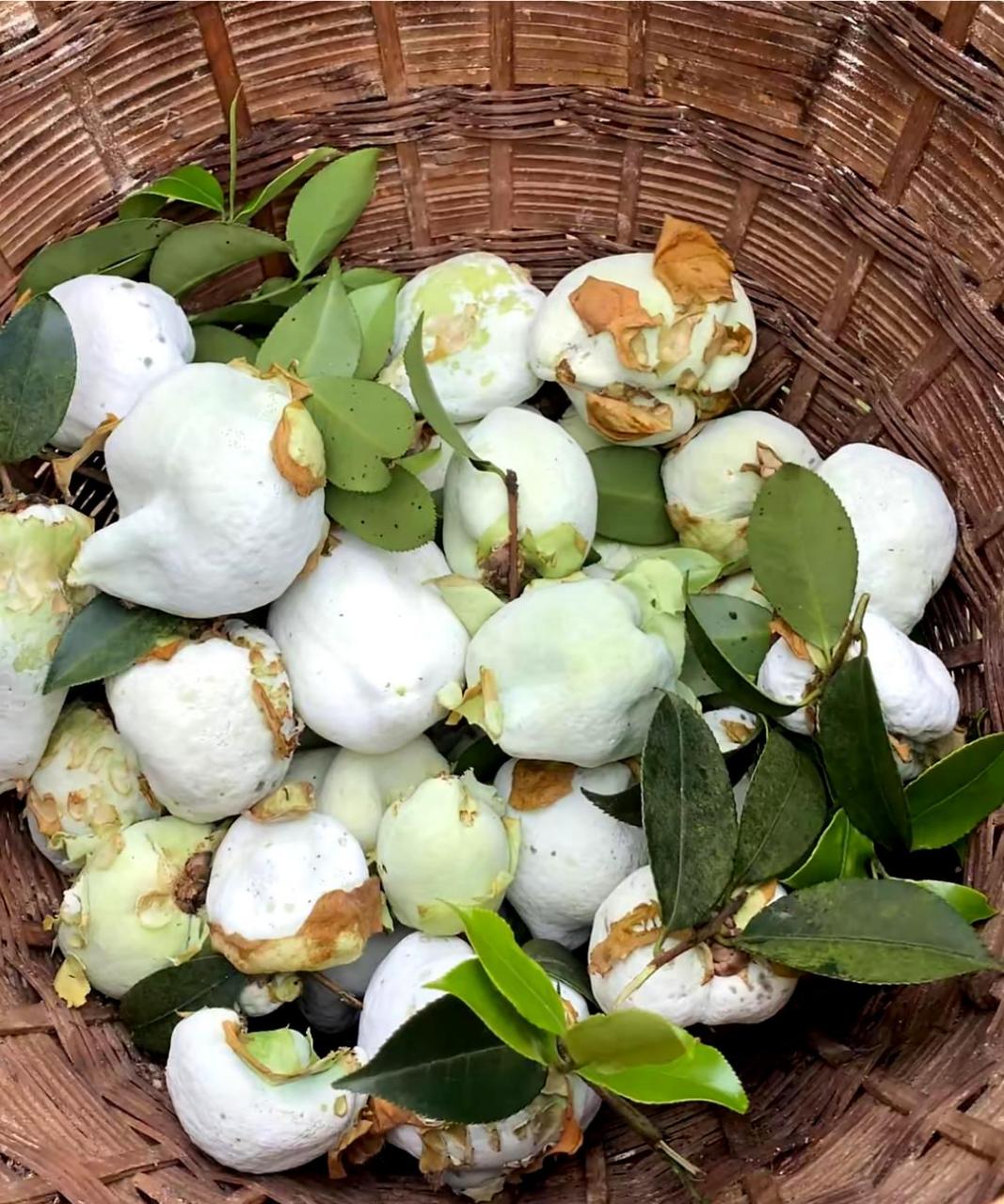 清明时节可以食用茶苞和油茶籽,而油茶树叶则被称为茶耳.