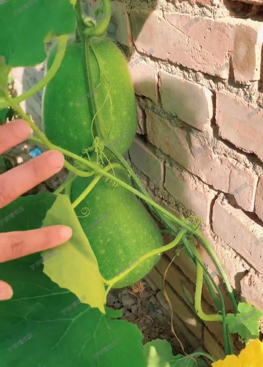 哇塞,这冬瓜秧真的太牛啦91!