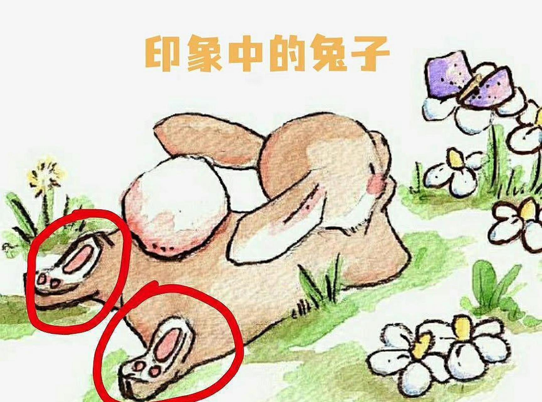 网友:活了二十多年我才知道,原来兔子脚上是没有肉垫的,真是被插画给