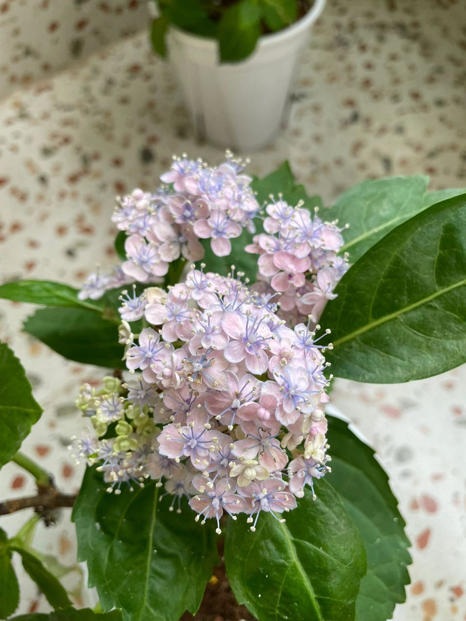 三河千鸟真是最最好看的绣球没有之一06 全开状态的三河千鸟真是绝