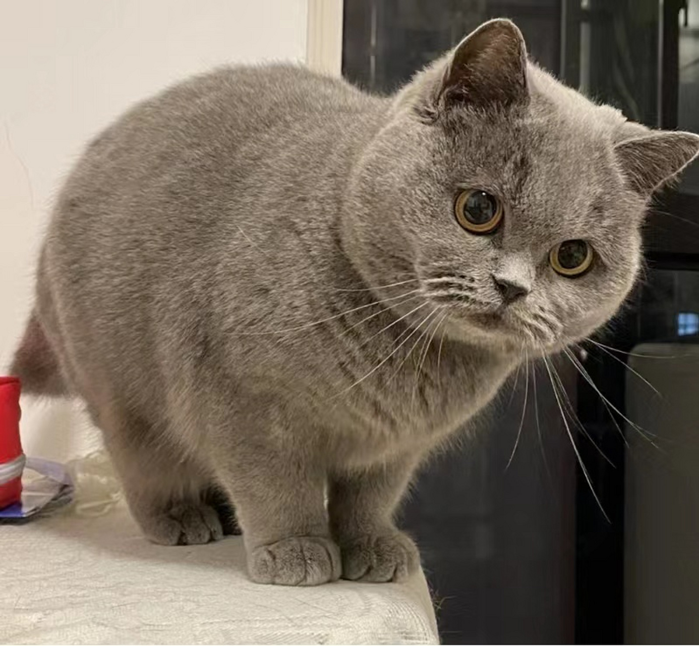 蓝猫是一种非常好养的猫咪,它们通常很容易适应新环境和新主人.