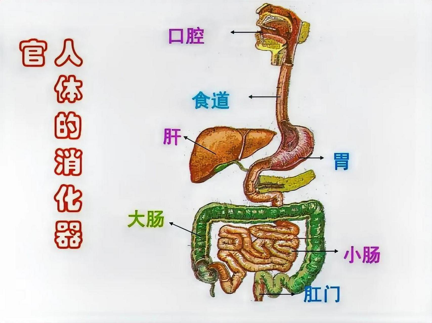 食道在什么位置图片图片