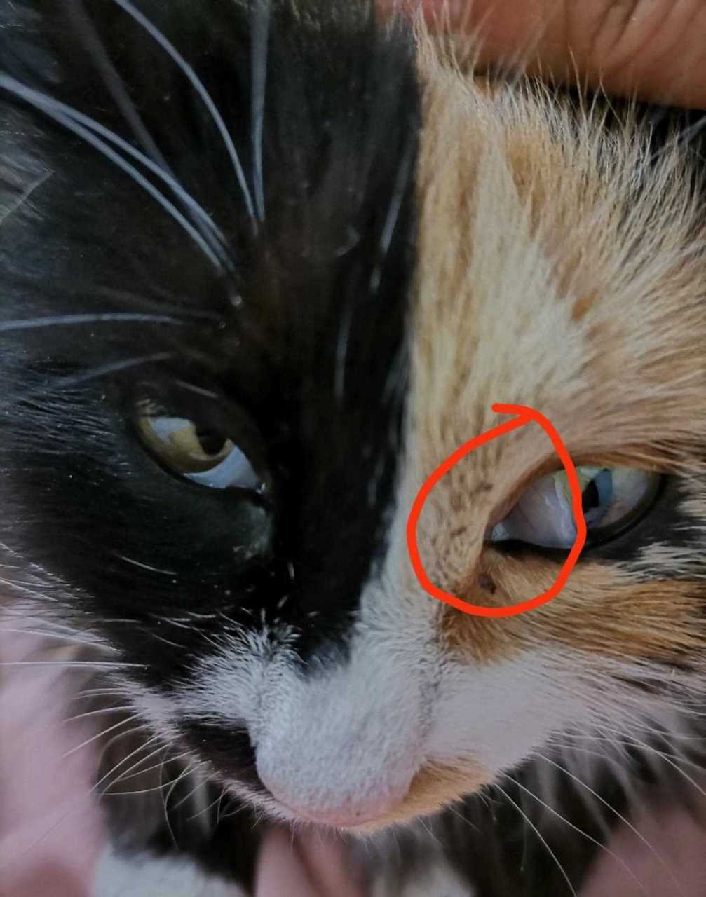 小猫眼睛里怎么有层白膜啊,这是白内障吗?