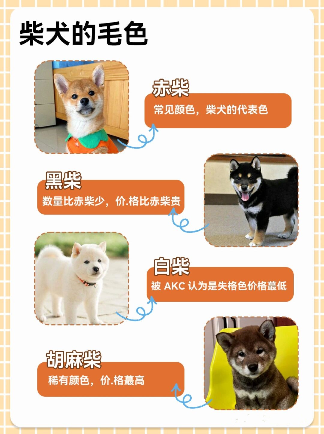 自从"微笑柴"在网络上爆红之后,许多朋友都渴望拥有一只柴犬.