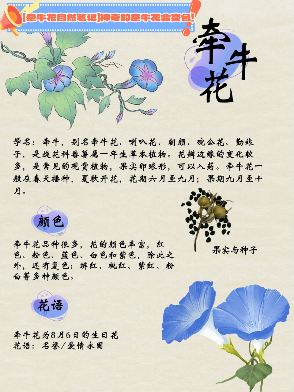 牵牛花的寓意图片