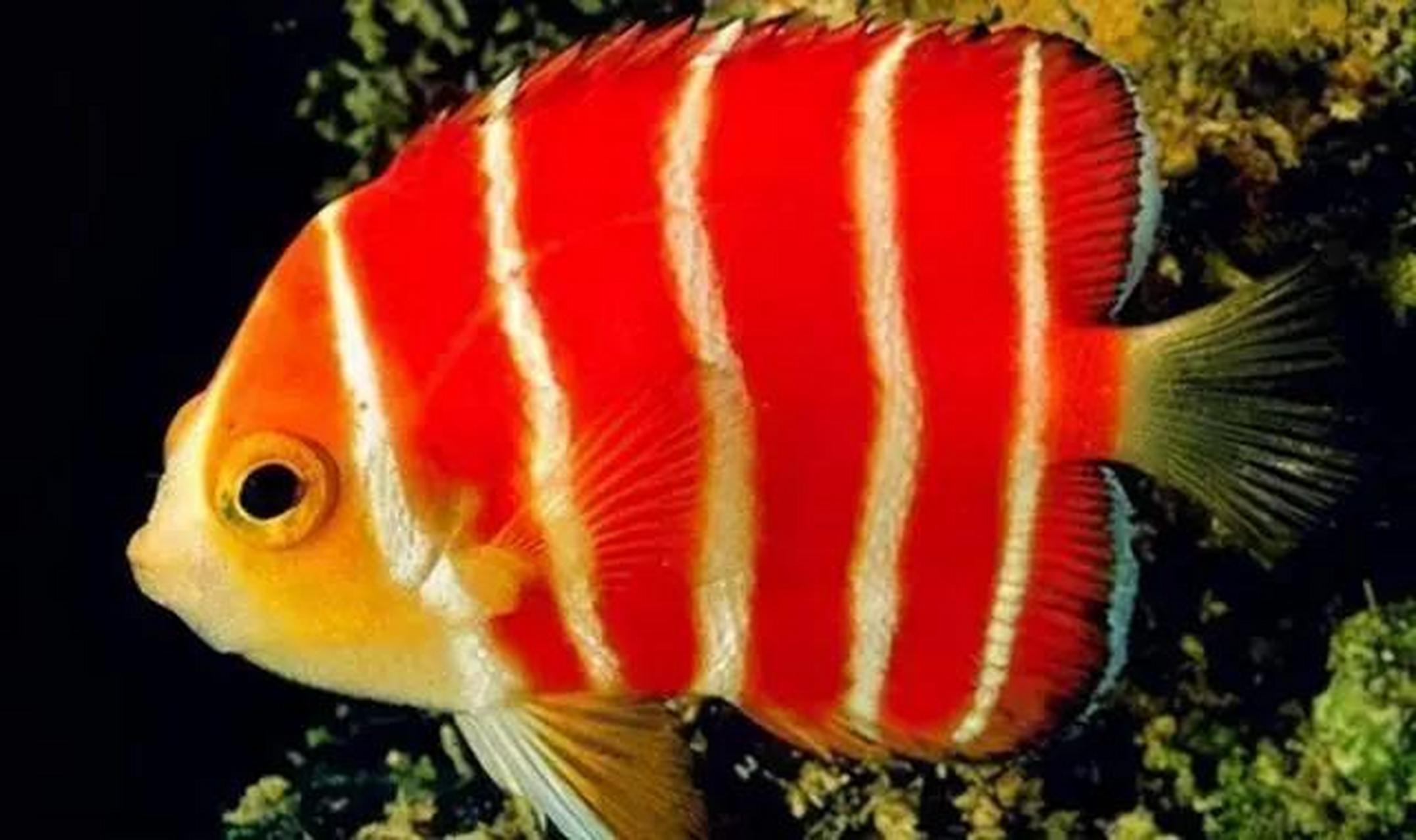 红薄荷神仙又名君子仙,体色为红白黄间隔,非常独特,肉食性鱼类,栖息于