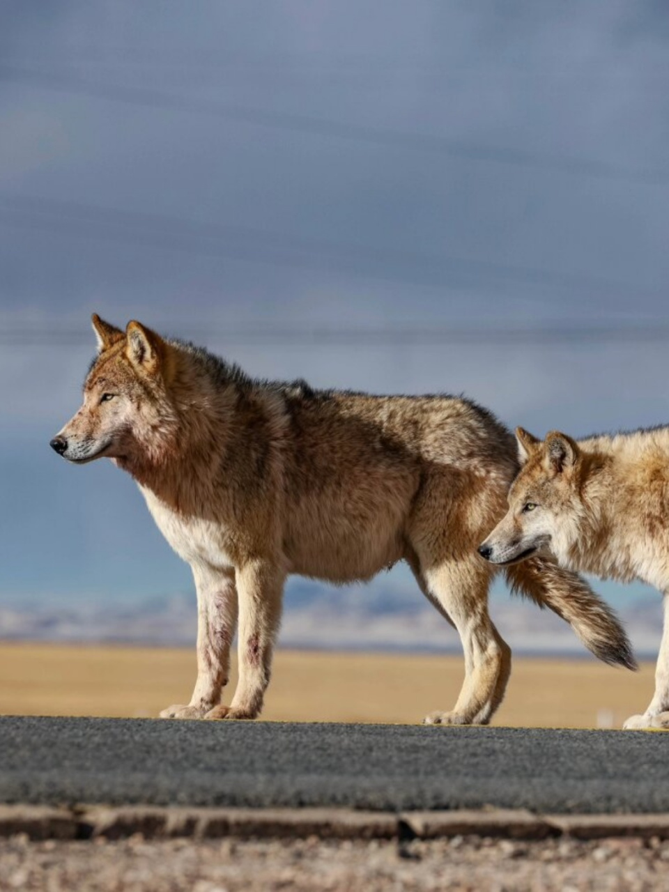 可可西里网红狼  99可可西里自然保护区·网红狼  我在车里蹲守了半
