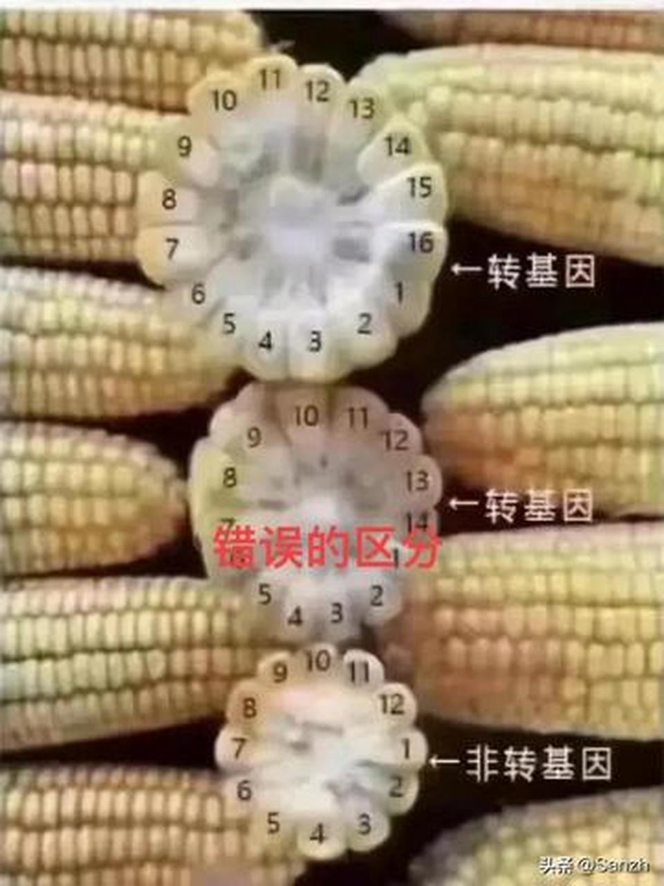 网友在线问:这是转基因玉米吗 你是否注意过,有些玉米棒上不仅有玉米