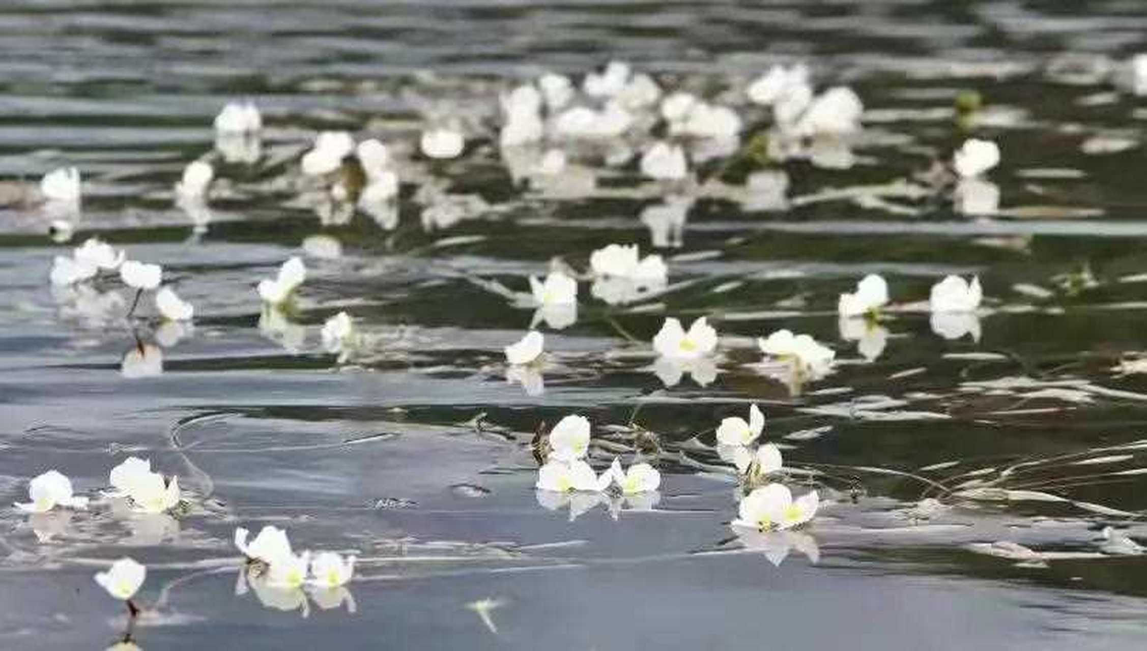 波叶海菜花开了,这是泸沽湖最美的季节[伤心] 波叶海菜花是中国的特有