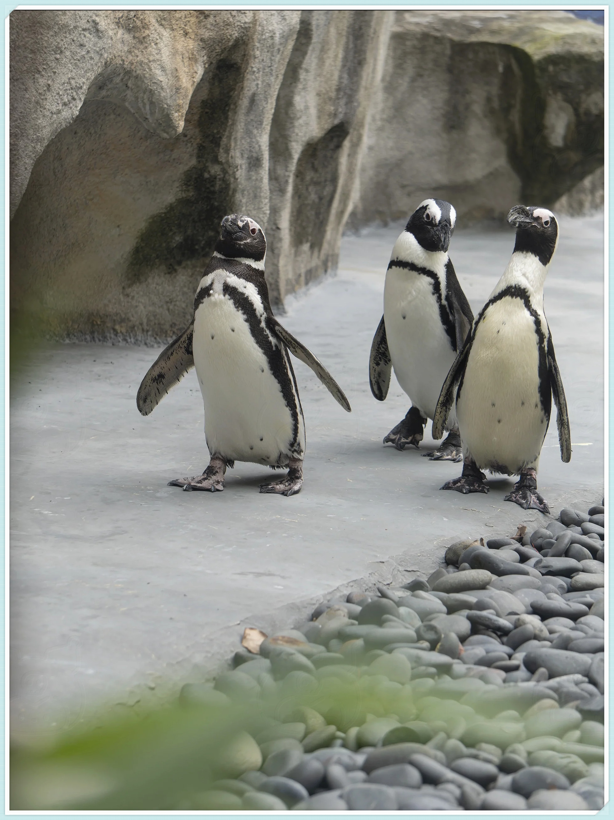 企鹅为什么不怕冷 企鹅为什么不怕冷